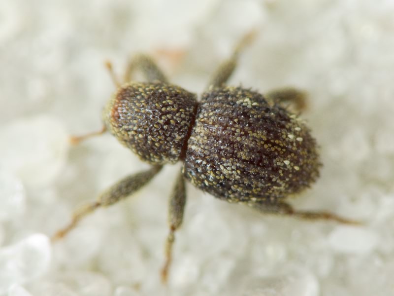 Acalles (Acalles) echinatus (Germar, 1824)